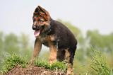BERGER ALLEMAND 1352